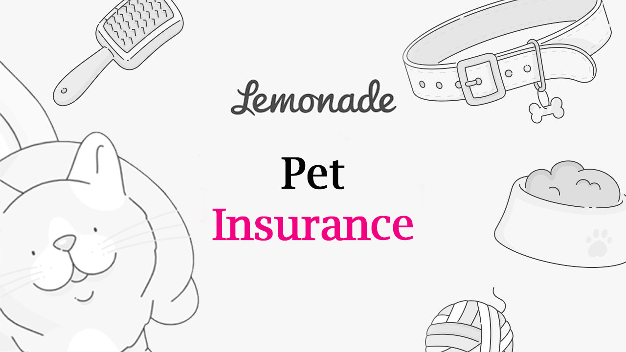 Pet Insurance for Cats 8 Best Plans to Consider Great Pet Care
