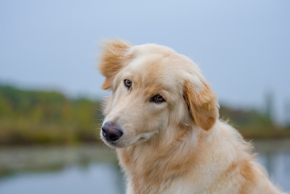 Vitiligo In Dogs Great Pet Care