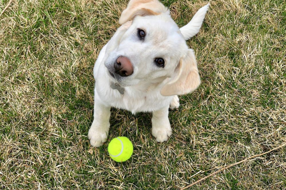 Dog head tilt playing with a ball