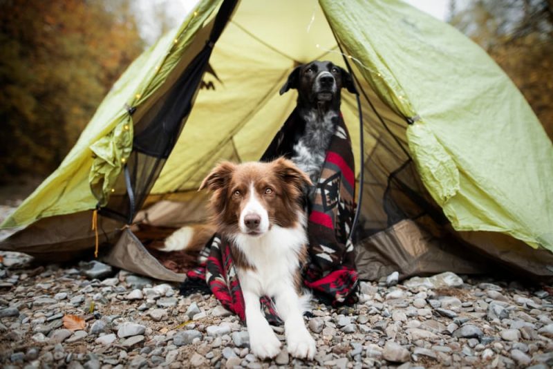 Dog Camping Gear 6 Essentials You Need to Pack Great Pet Care