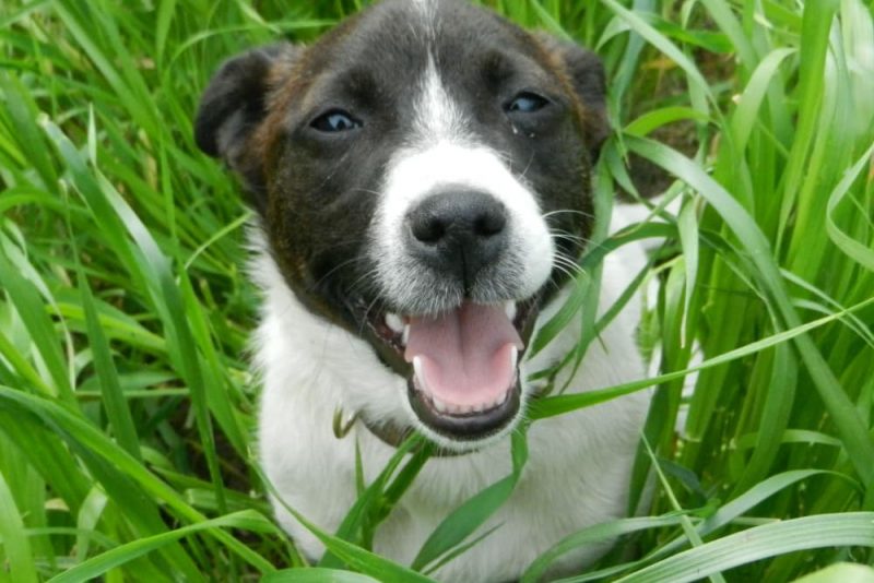 Fly Bites on Dogs Should You Worry? Great Pet Care