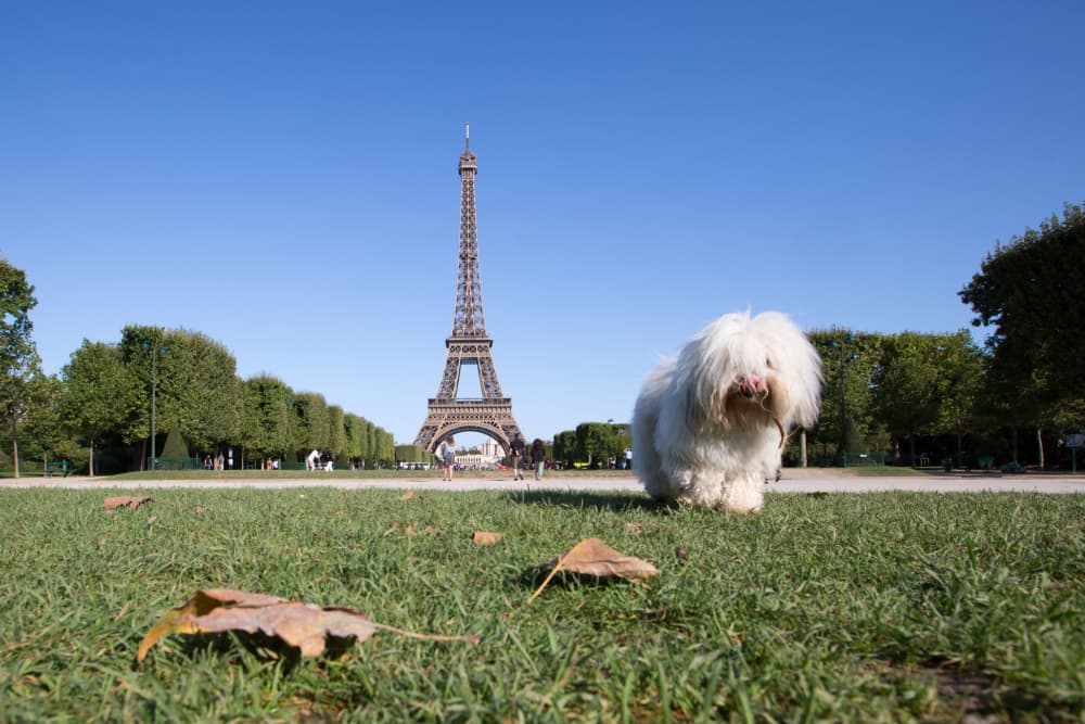 Dog in front of the Eiffel Tower