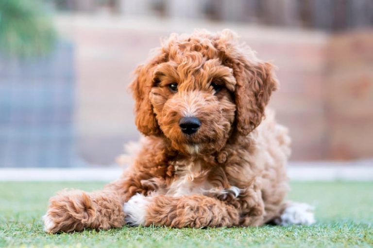 Goldendoodle puppy outside