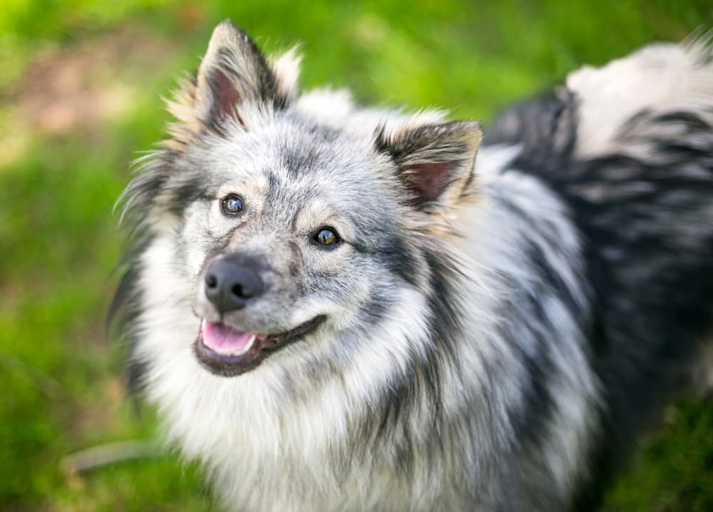 Keeshond dog