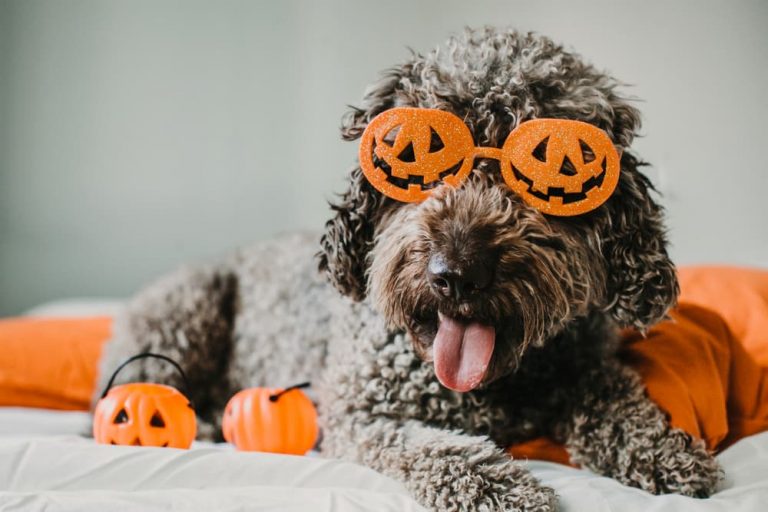 Dog with jackolantern glasses