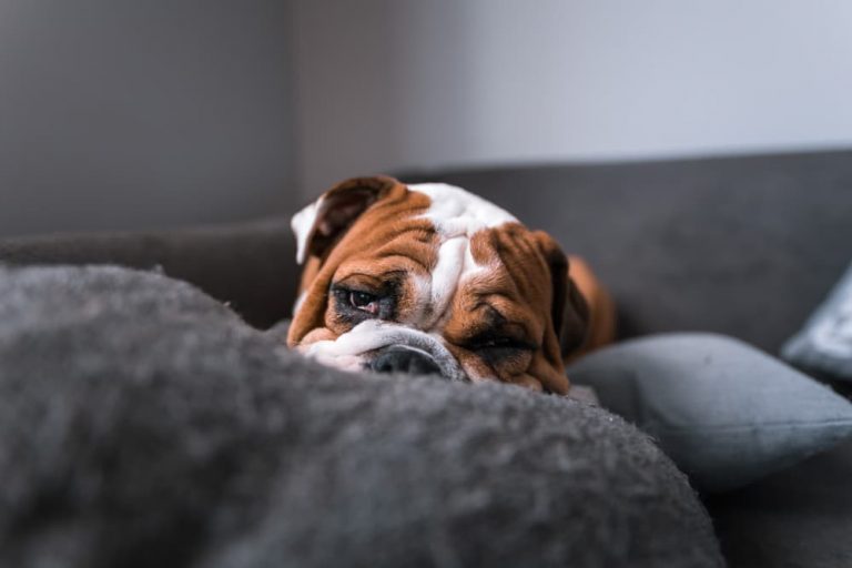 12 of the Loafiest Couch Potato Dog Breeds Great Pet Care