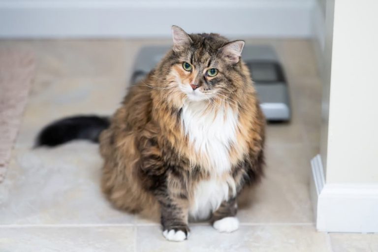 Maine Coon sitting by scale