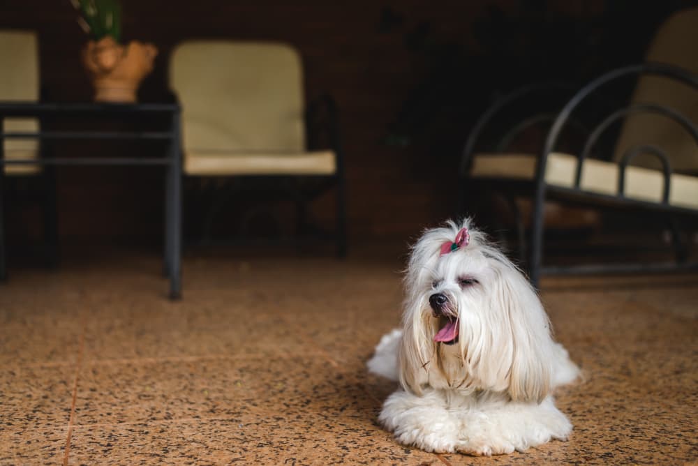 Lhasa Apso resting