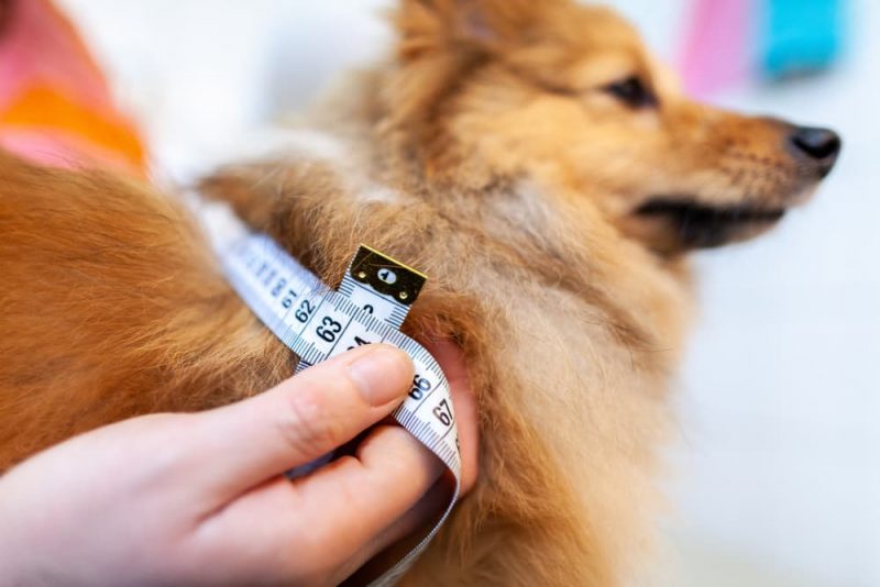Diabetes in Dogs Treatment Plan What to Expect Great Pet Care