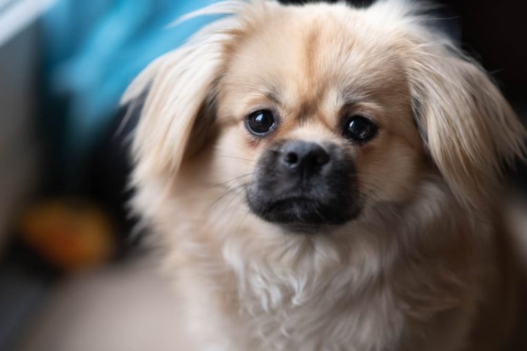 12 of the Loafiest Couch Potato Dog Breeds Great Pet Care