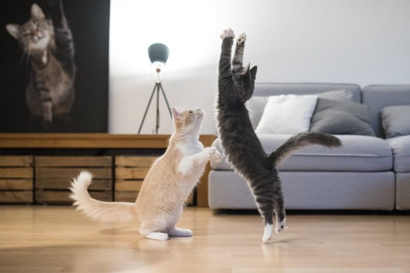 How High Can Cats Jump? Great Pet Care