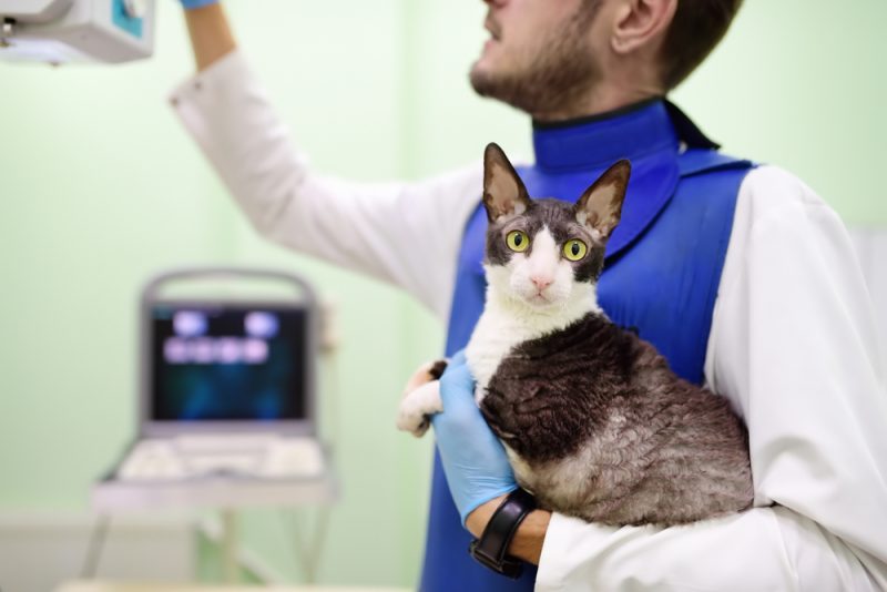 Pet Insurance for Cats 8 Best Plans to Consider Great Pet Care