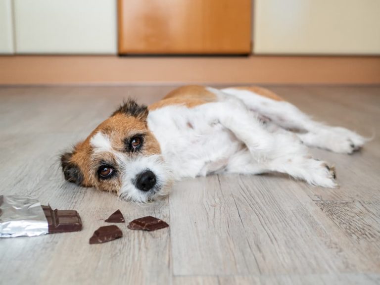9 Toxins That Cause Seizures in Dogs Great Pet Care