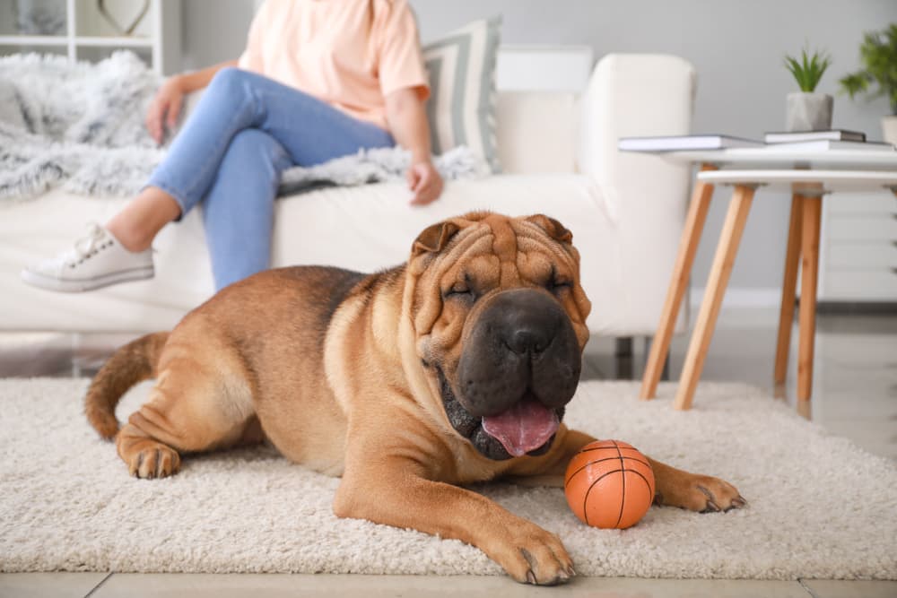 12 of the Loafiest Couch Potato Dog Breeds Great Pet Care