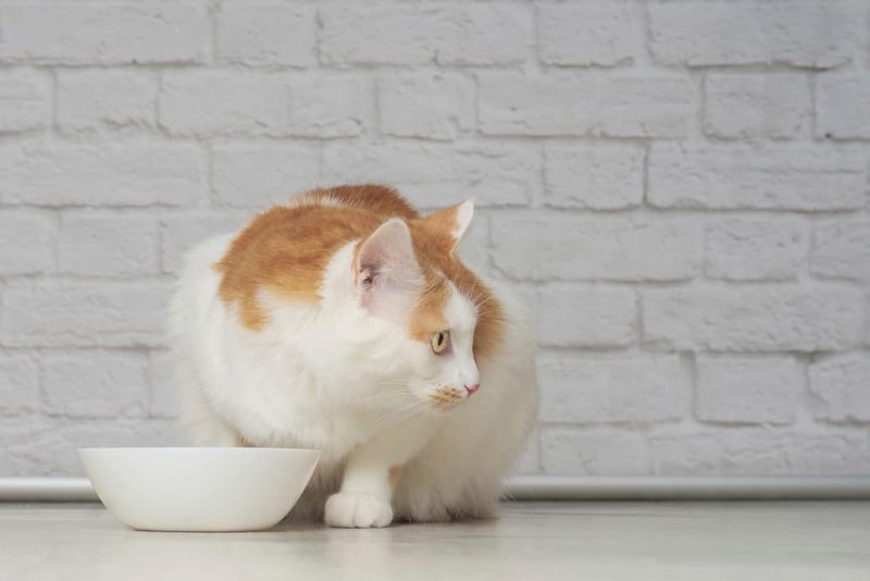 Is My Cat Overweight? 7 Ways to Tell Great Pet Care