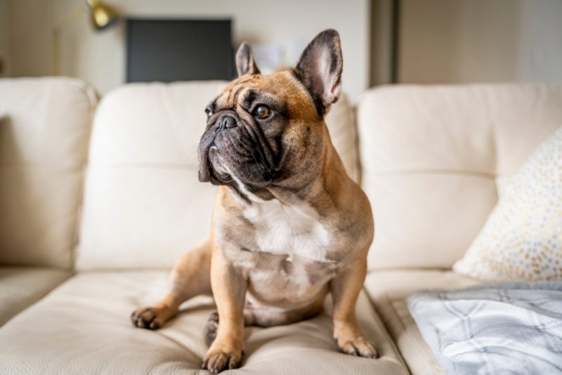12 of the Loafiest Couch Potato Dog Breeds Great Pet Care
