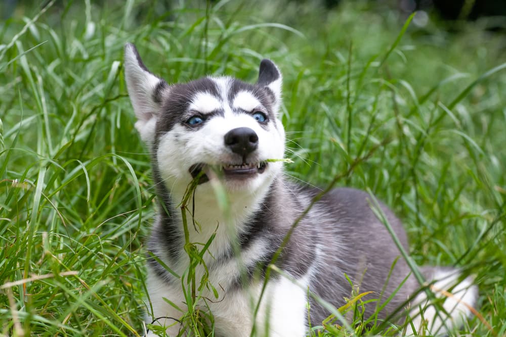 Puppy eating grass