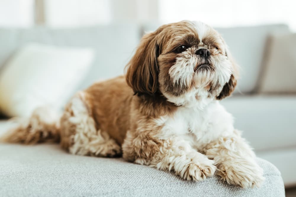 Shih Tzu dog relaxing