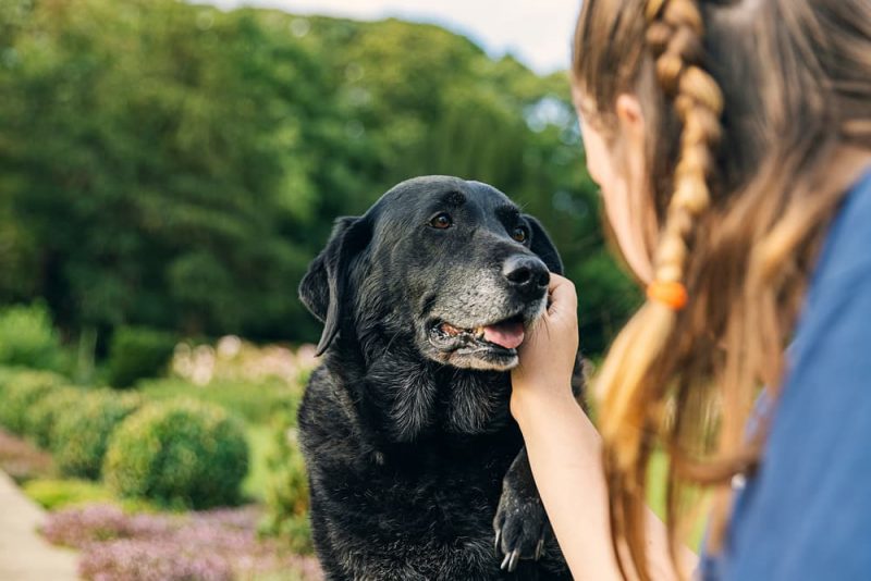 7 signs of diabetes in dogs great pet care