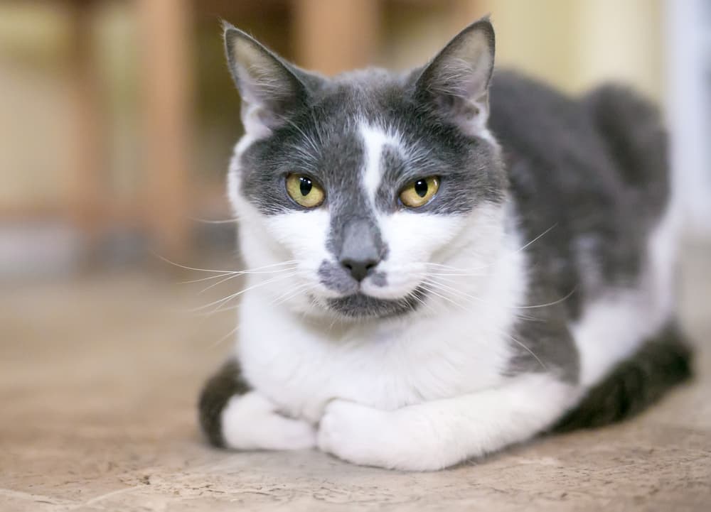 Cat in loaf position