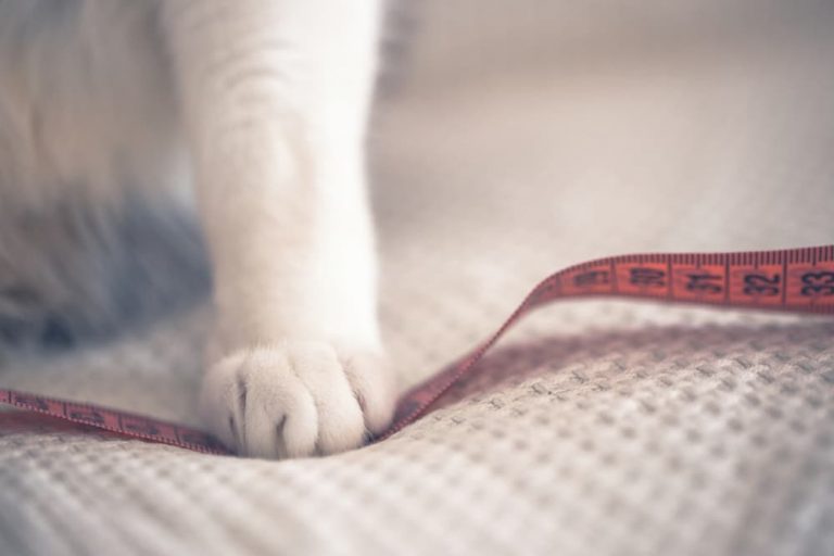 Cat paw on measuring tape