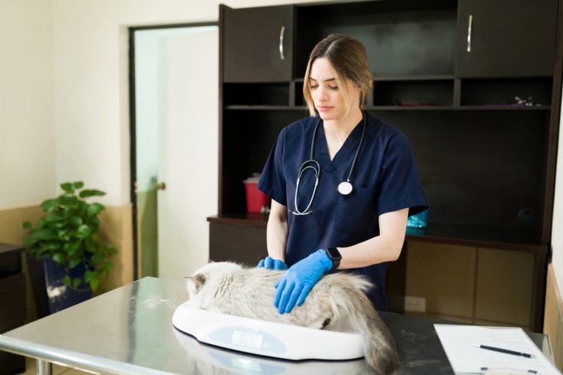 Picture of Is My Cat Overweight? 7 Ways to Tell | Great Pet Care