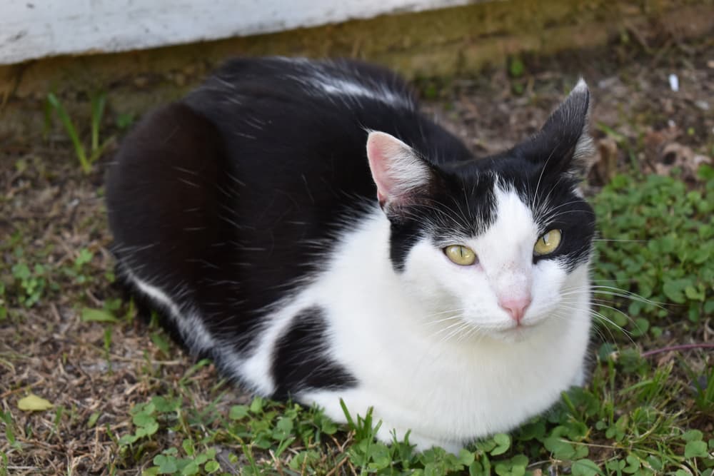 Sick cat loafing