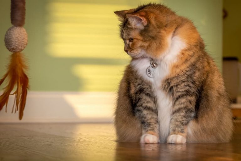 Is My Cat Overweight? 7 Ways to Tell Great Pet Care