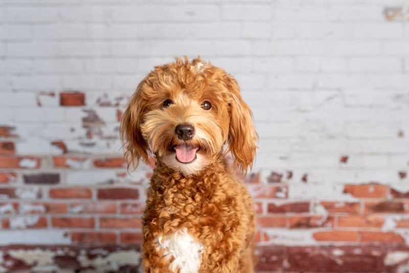 5 Designer Doodle Dog Breeds Great Pet Care