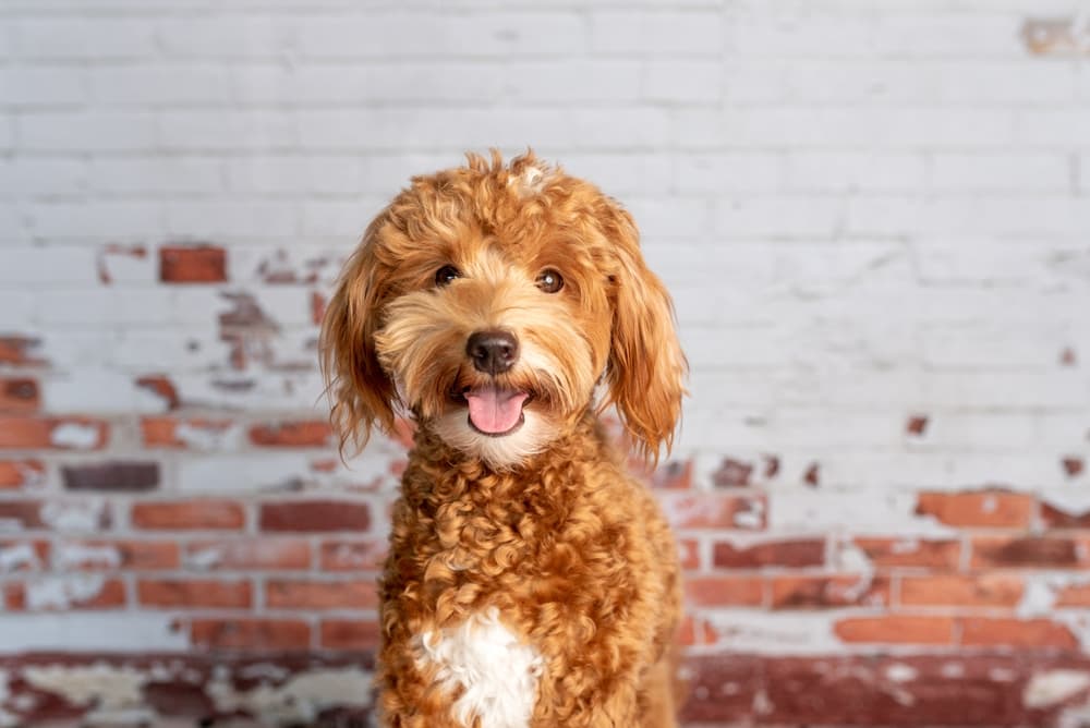 Goldendoodle by brick wall