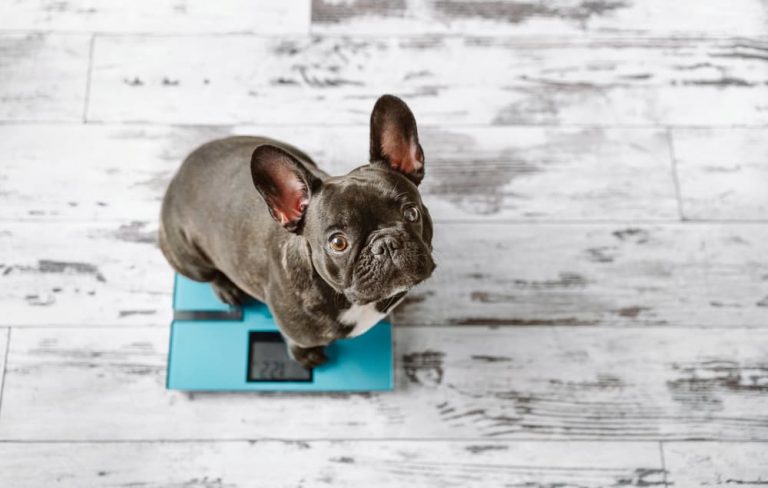 French bulldog sitting on scale