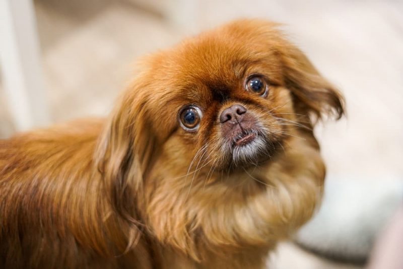 12 of the Loafiest Couch Potato Dog Breeds Great Pet Care