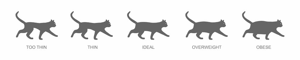 Cat body condition chart