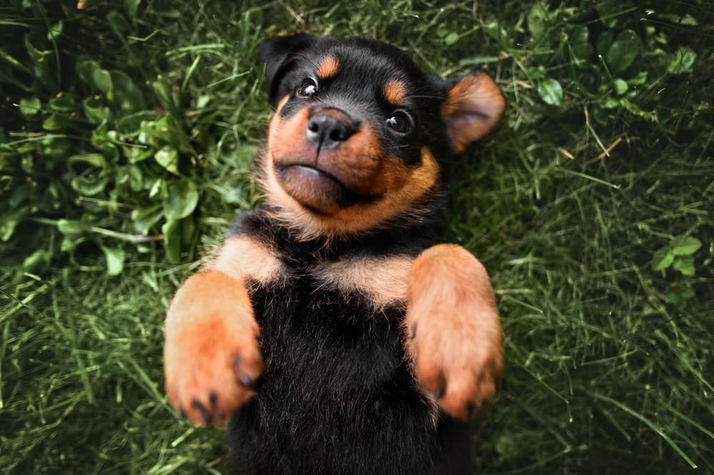 Rottweiler puppy lying down