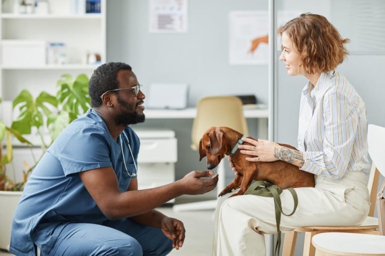 Dog with diabetes at vet