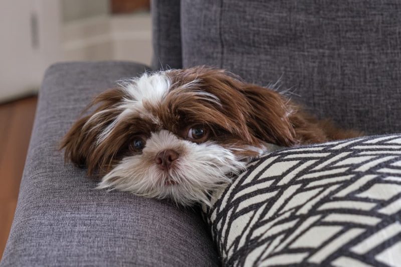 12 of the Loafiest Couch Potato Dog Breeds Great Pet Care
