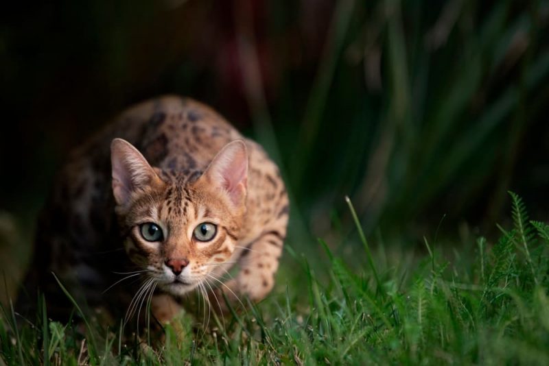 Bengal Cat Personality Traits & Facts Great Pet Care