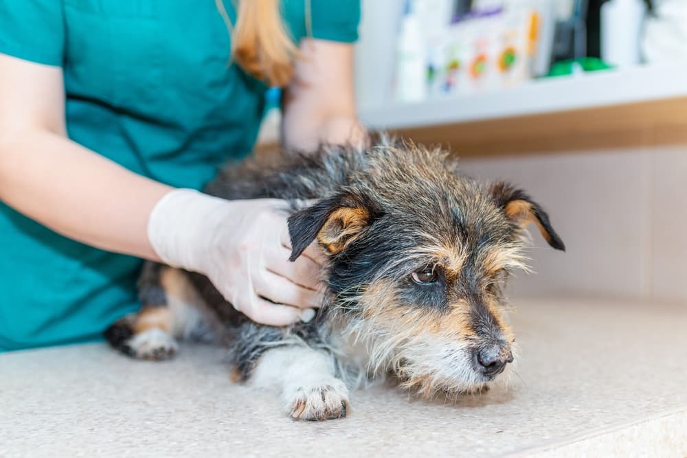 Dog at veterinarian for diabetes treatment