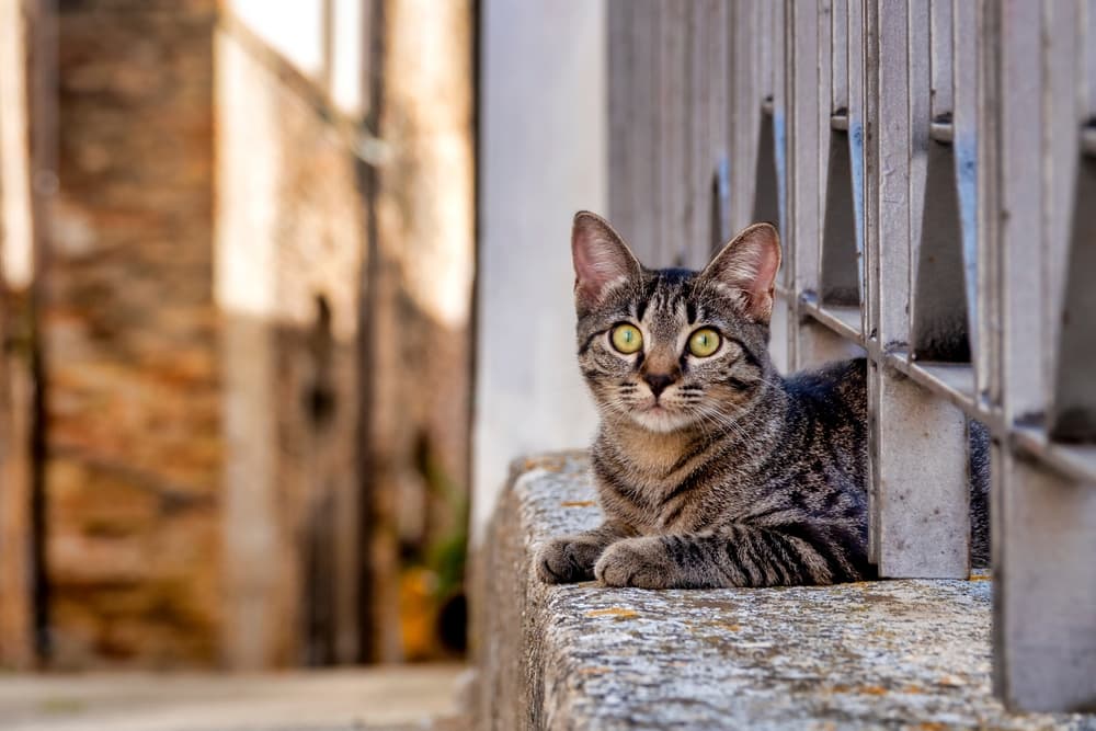 Cat in Italy