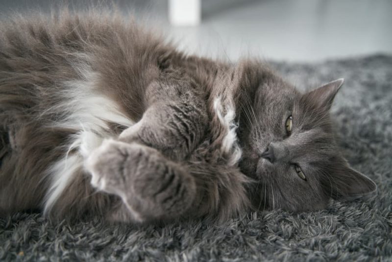 Is My Cat Overweight? 7 Ways to Tell Great Pet Care