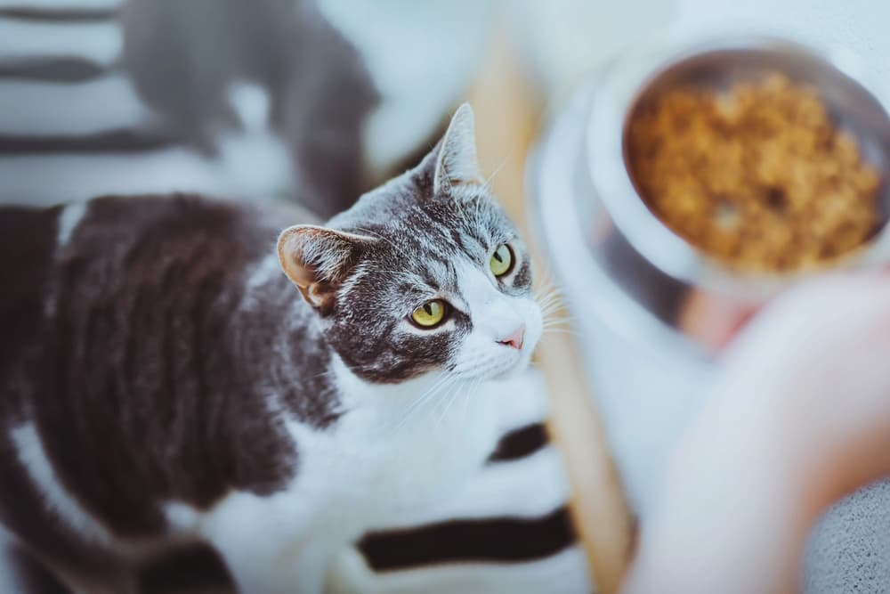 Owner giving bowl of food to cat