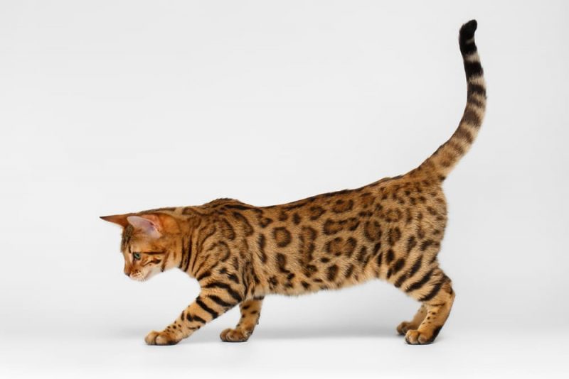 Bengal Cat Personality Traits & Facts Great Pet Care