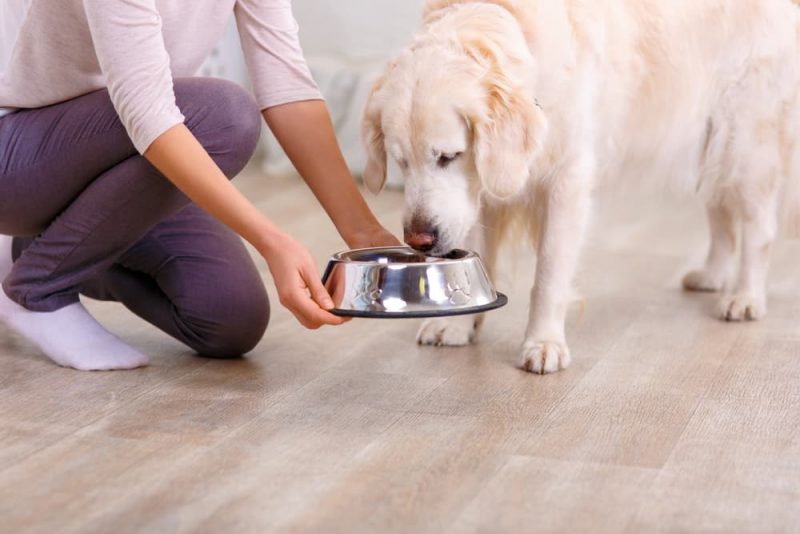 Diabetes in Dogs Treatment Plan What to Expect Great Pet Care