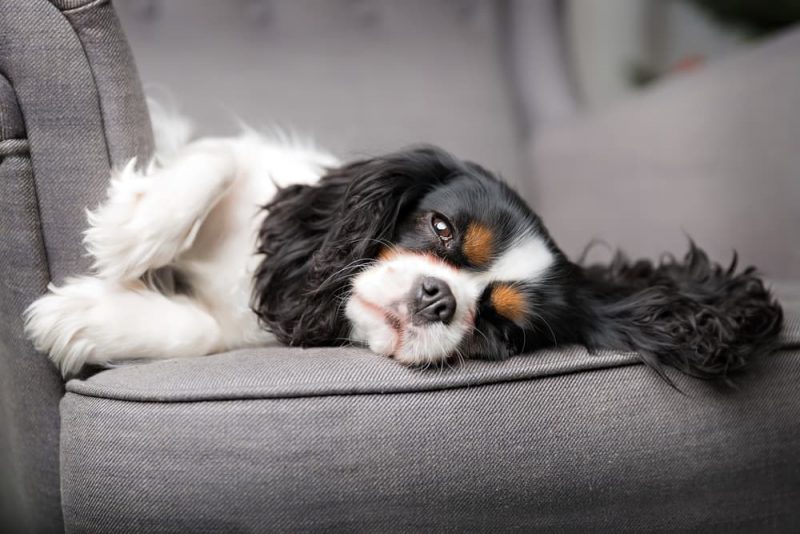 12 of the Loafiest Couch Potato Dog Breeds Great Pet Care