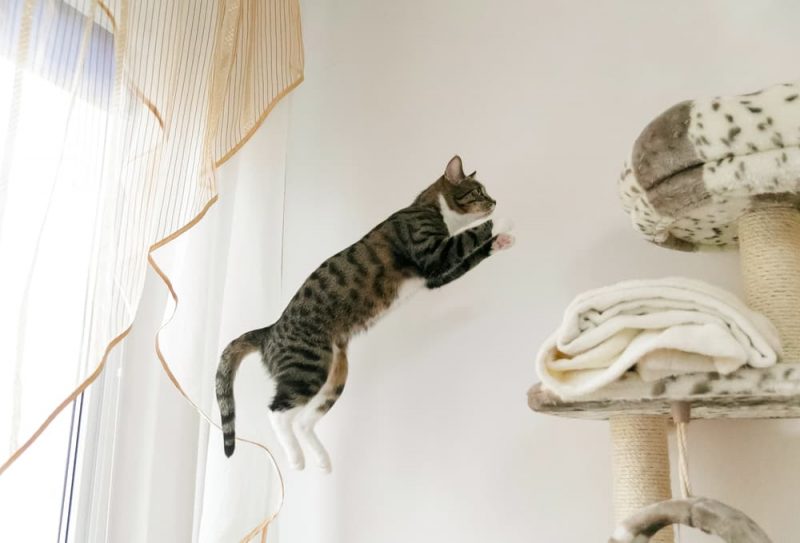 How High Can Cats Jump? Great Pet Care