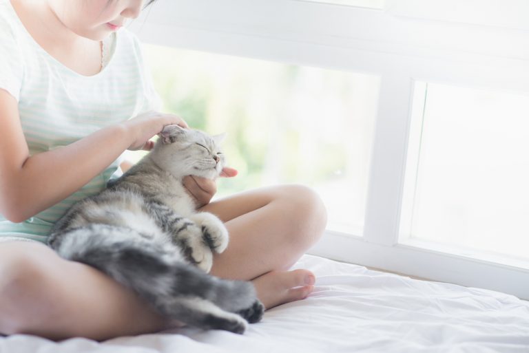 Pet Insurance for Cats 8 Best Plans to Consider Great Pet Care