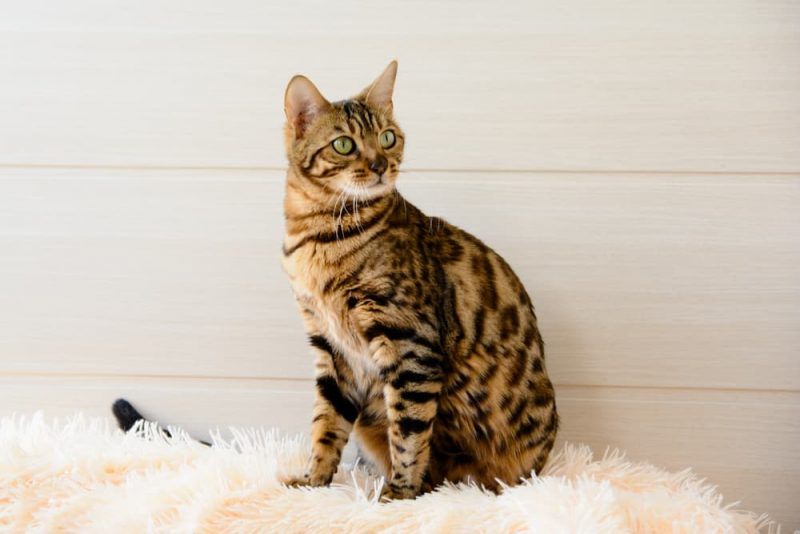 Bengal Cat Personality Traits & Facts Great Pet Care