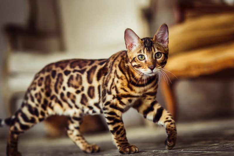 Bengal Cat Personality Traits & Facts Great Pet Care