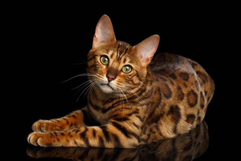 Bengal Cat Personality Traits & Facts Great Pet Care