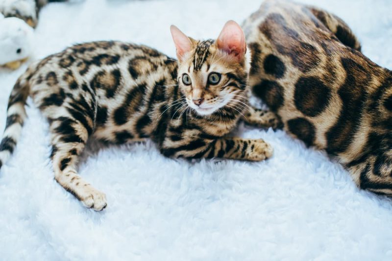 Bengal Cat Personality Traits & Facts Great Pet Care